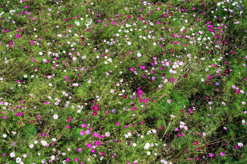 風であおられても咲き続けるコスモス