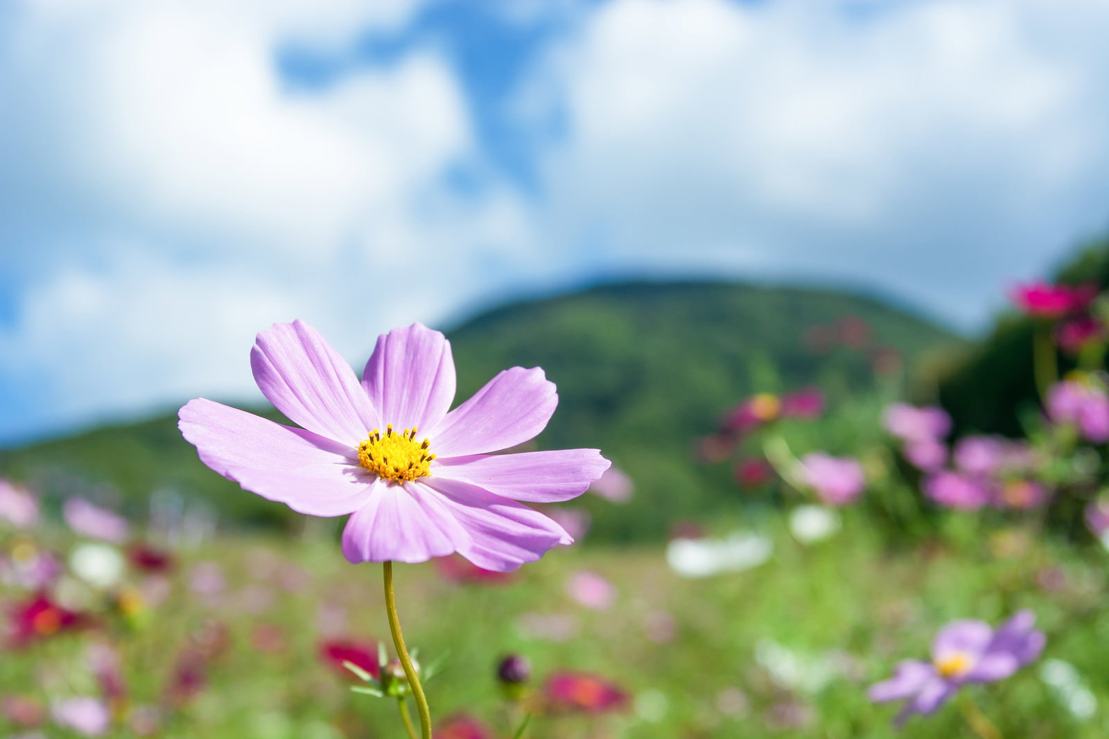 青空と山を背景にピンク色のコスモスが咲いている様子