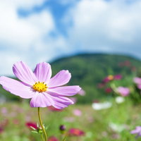 山間のコスモスの写真