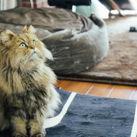 天井を見上げてお座りする猫の写真