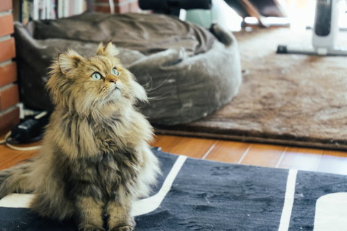 天井を見上げてお座りする猫