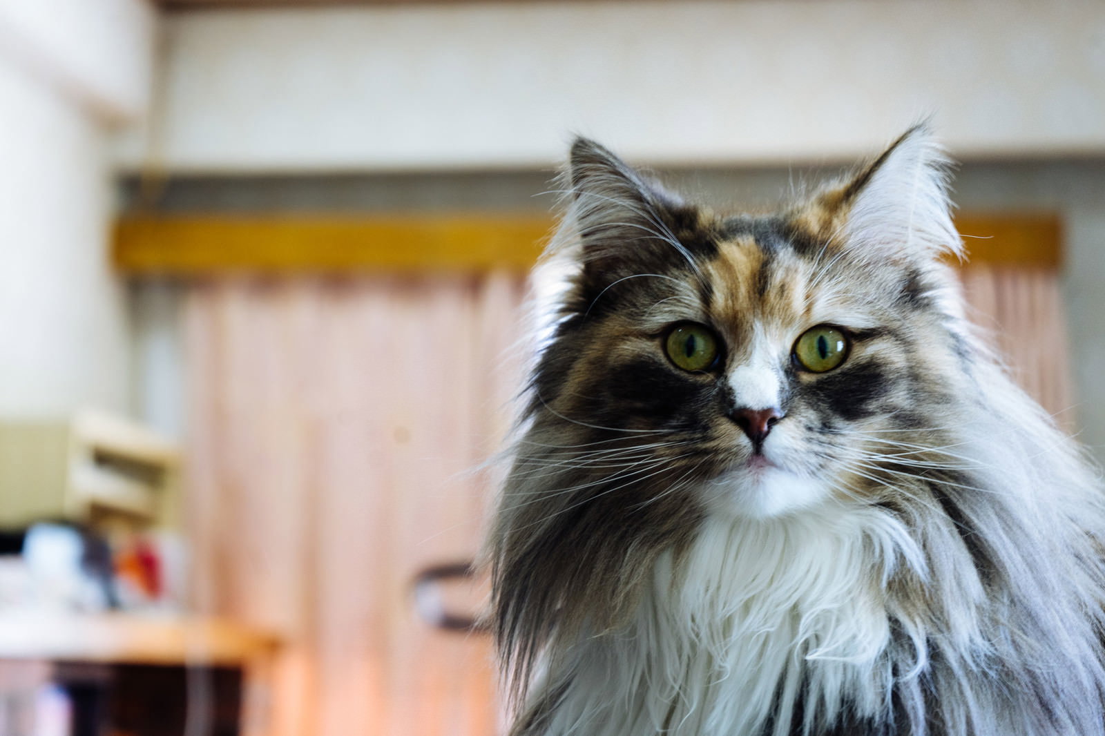 目を丸くして何かを見つめている白とグレーの長毛猫