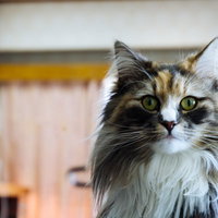 目を丸くしてガン見する長毛猫の白い顔アップの写真
