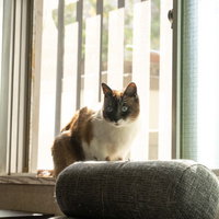 窓際で日向ぼっこする落ち着いたニャンの写真