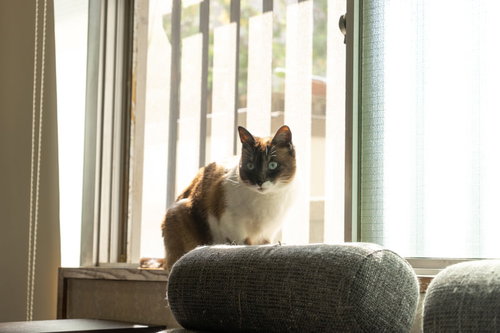 窓際で日向ぼっこする落ち着いたニャン