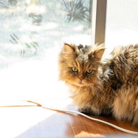 窓際で日向ぼっこする気持ちよさそうなネコ氏の写真