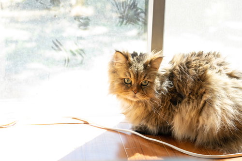 窓際で日向ぼっこする気持ちよさそうなネコ氏