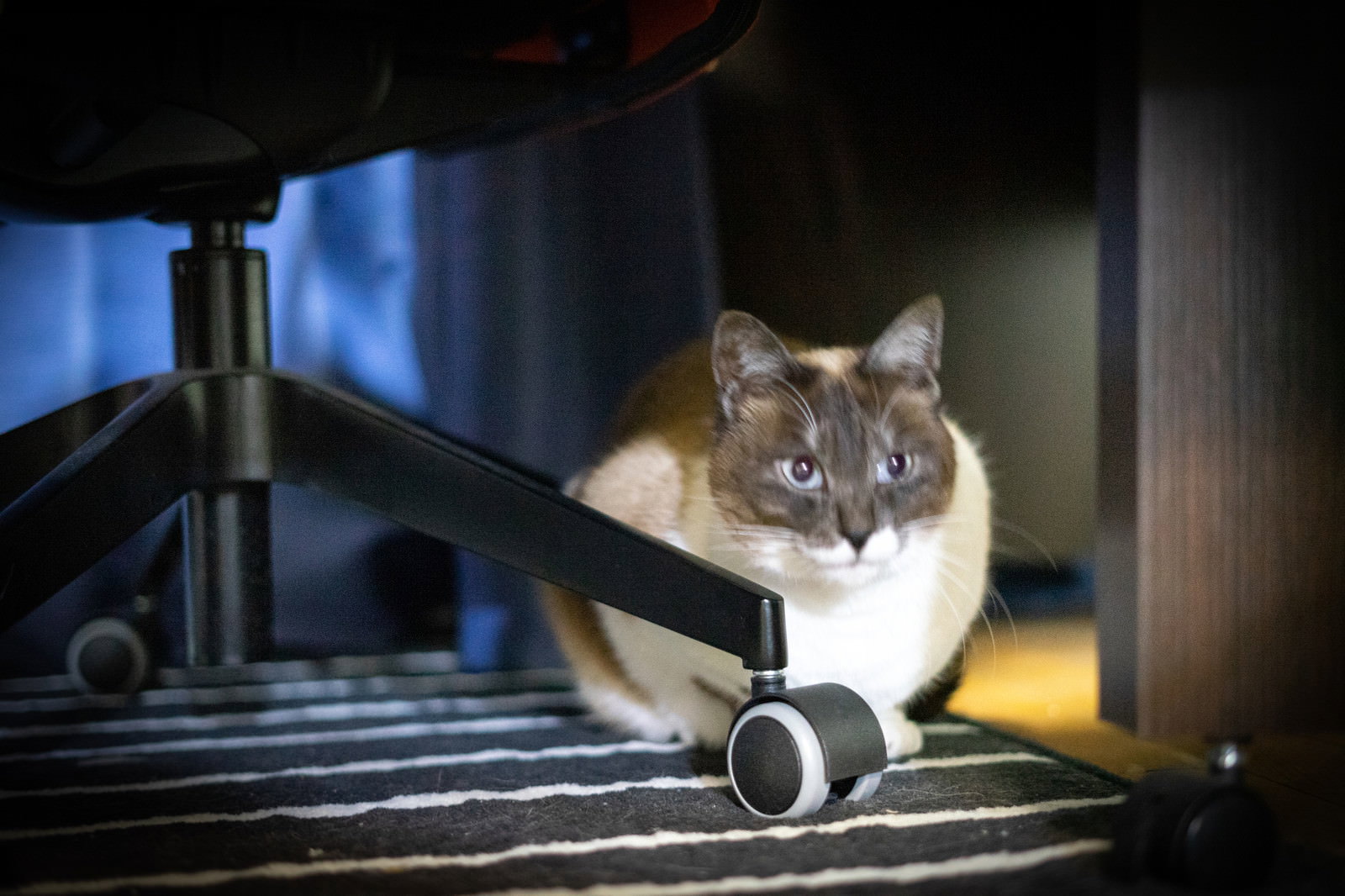 机の下で警戒した表情を見せながらおすわりしている猫