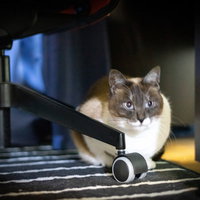 揺れを感知して机の下に身を隠すにゃんこの防災対策の写真