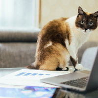 書類の判子をお願いできますか？デスクで身構える猫の写真