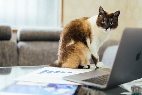 書類の判子をお願いできますか？デスクで身構える猫