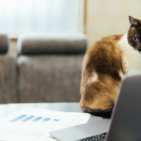 会社の売り上げが気になるネコ氏がデスクで凝視の写真