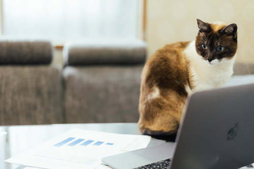 会社の売り上げが気になるネコ氏がデスクで凝視