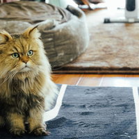お座りポーズをとる長毛の茶トラにゃんこの写真
