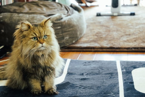 お座りポーズをとる長毛の茶トラにゃんこ