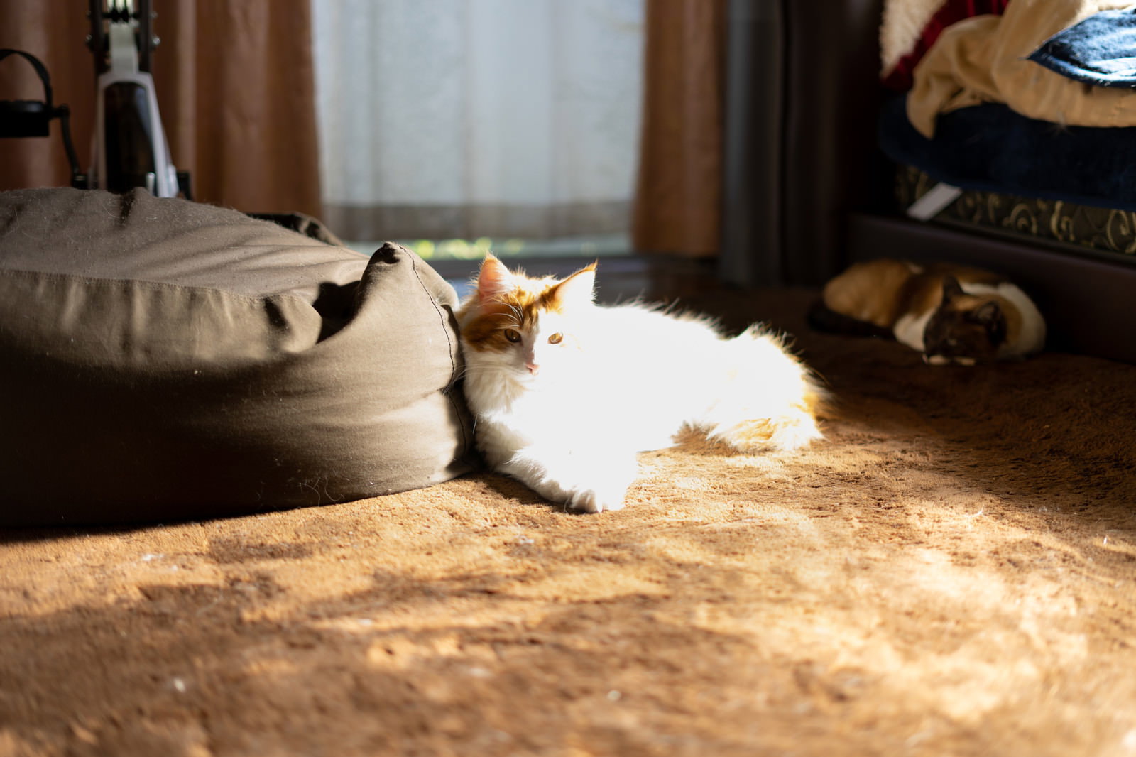 リビングの床で日向ぼっこをしている白い猫