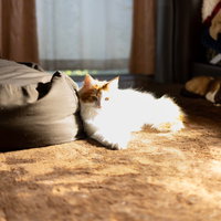 リビングの床で直射日光にゃん（白飛び）白猫の日向ぼっこの写真