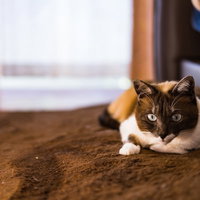 何かを警戒してフリーズする猫の目を丸くした瞬間の写真