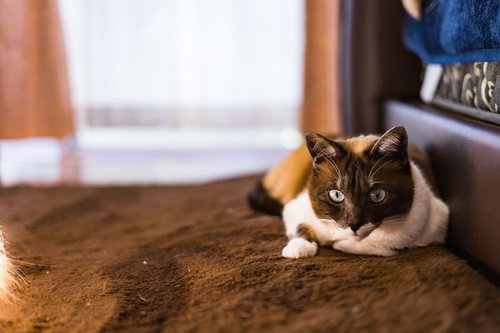 何かを警戒してフリーズする猫の目を丸くした瞬間