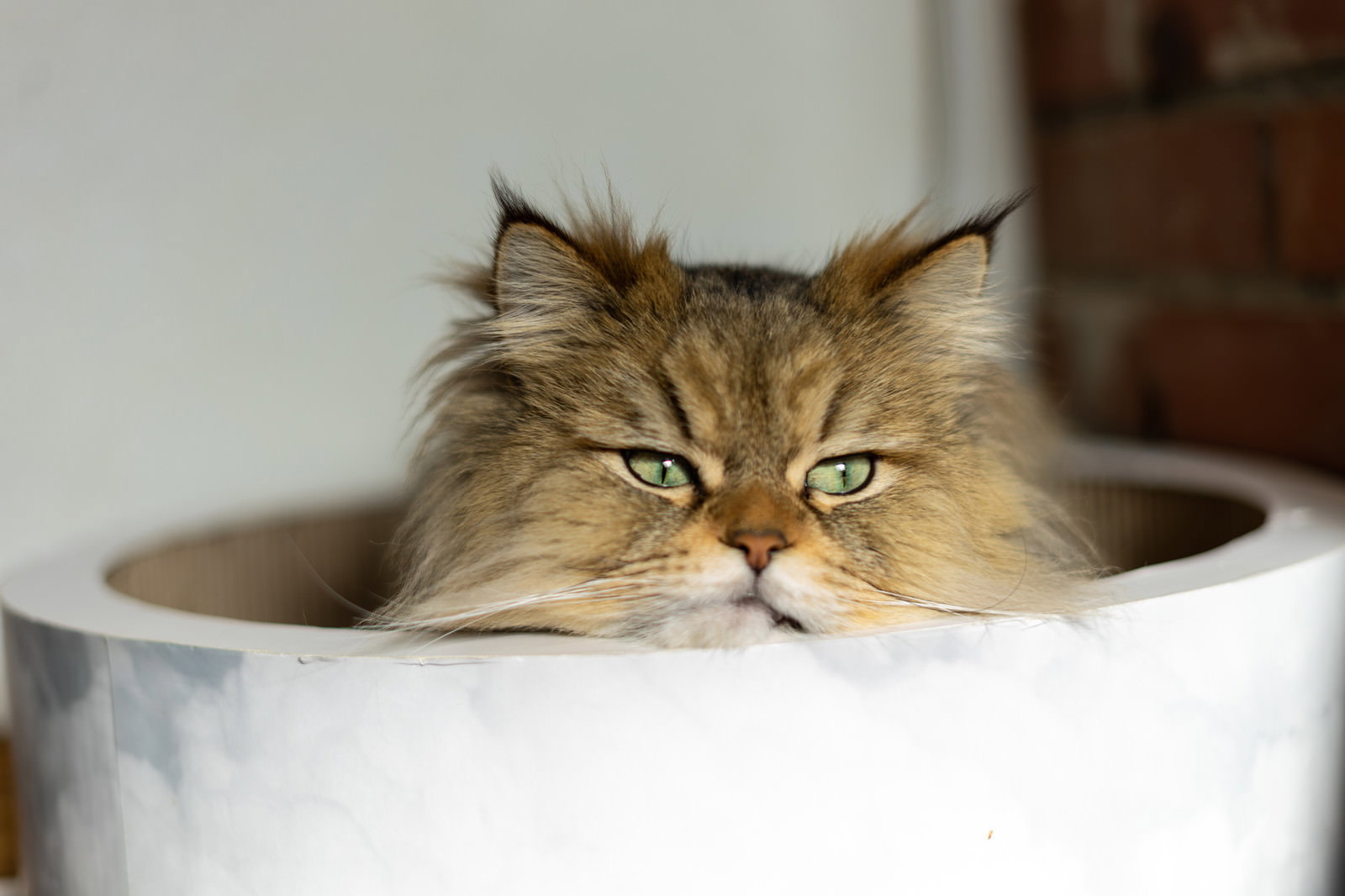 白い土管から顔を出して大きな目でこちらを見つめる猫