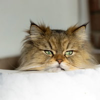 土管からワープ、じっと凝視する猫の写真