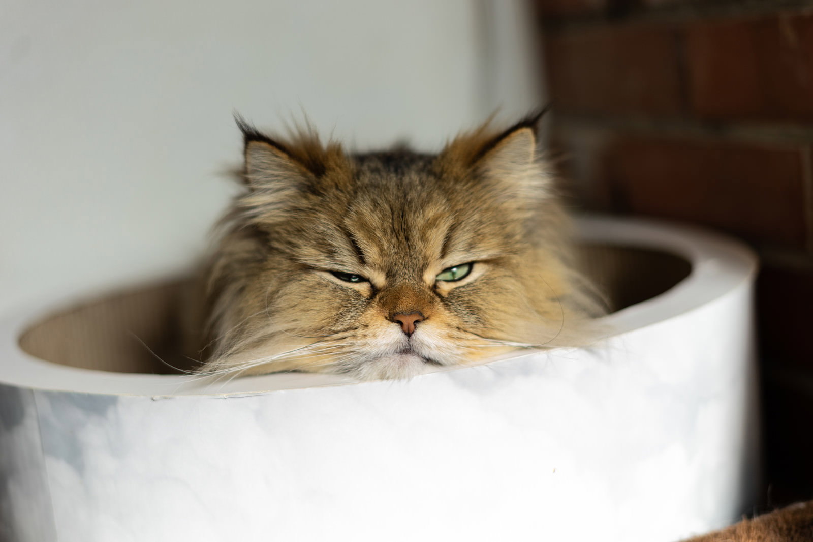 白い容器に丸くなって入り、正面を見つめる茶色とクリーム色の長毛猫