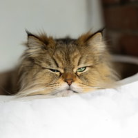 ゴールデンウィーク明けに出社を嫌がるにゃんこの写真