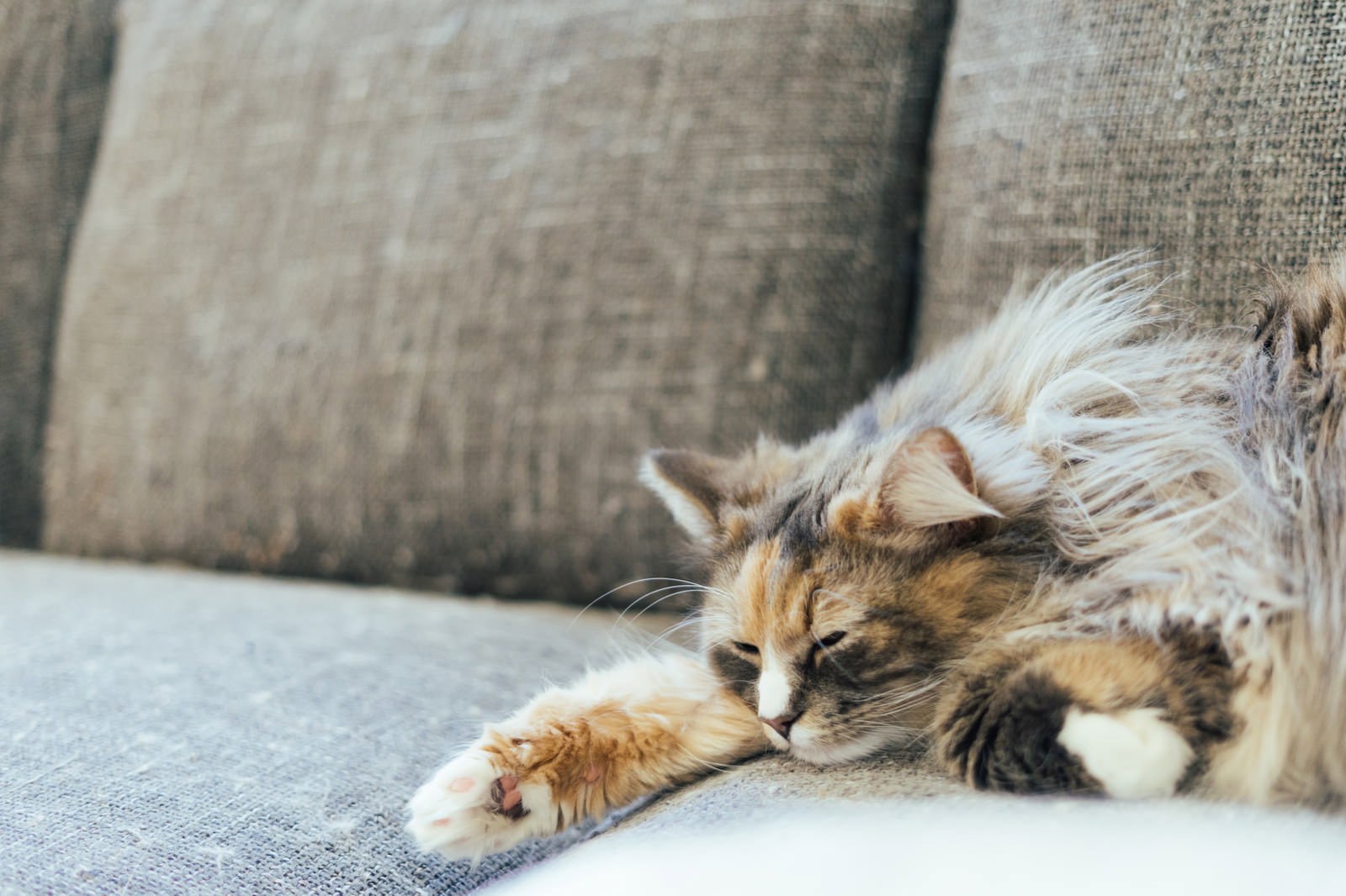 グレーのソファの上でごろ寝している猫