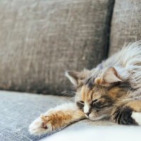 休み明け会社行きたくない猫のごろ寝、ソファでリラックスの写真