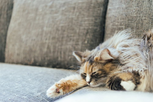 休み明け会社行きたくない猫のごろ寝、ソファでリラックス