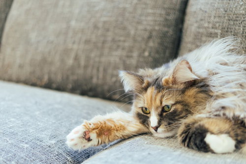 ごろ猫の凝視----ソファでくつろぐ三毛