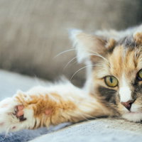 ピンク色の肉球を見せてごろ寝する茶トラ猫のリラックスの写真