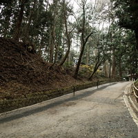 世界遺産・中尊寺の月見坂：杉並木に囲まれた石段参道の写真