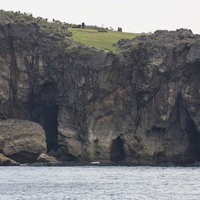 海に面した絶壁の上で草を食む与那国馬の群れの写真