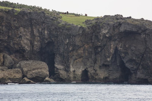 海に面した絶壁の上で草を食む与那国馬の群れ