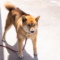 吠えるDOGE・暴落を叫ぶ柴犬の仮想通貨ネタの写真