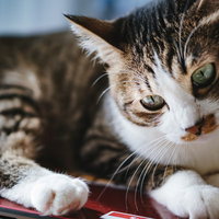 退く気がないにゃんこ、赤いクッションの上でくつろぐの写真