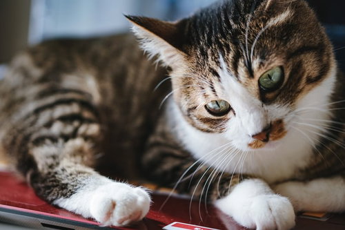 退く気がないにゃんこ、赤いクッションの上でくつろぐ