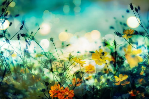 秋の野花畑に咲くコスモスのフォトモンタージュの写真