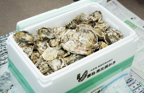 発泡スチロール箱にぎっしり詰め込まれた恵比須牡蠣18キロ