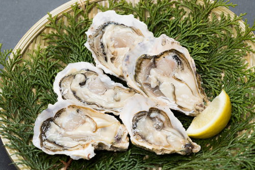 天然のヒノキ葉の上に並べられた恵比須牡蠣の殻付き5個
