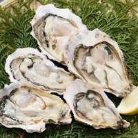 ざるに盛られた檜葉と恵比須牡蠣の生牡蠣、高級海鮮食材の写真