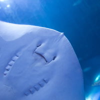 お化け顔のエイと小魚の群れの写真