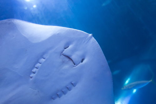 お化け顔のエイと小魚の群れ