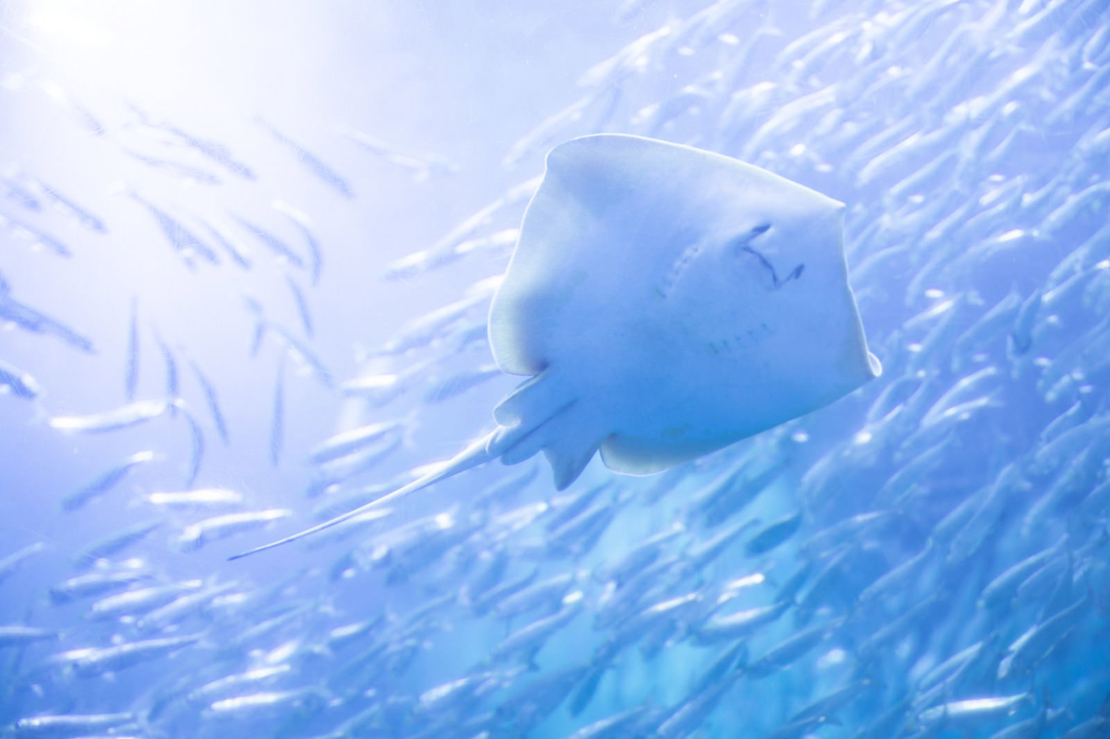 青い海中を泳ぐエイの裏側と、周囲を囲む魚群の様子
