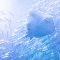 水族館の水槽で泳ぐエイと魚群の裏側の様子の写真