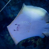 深い青色の水中を優雅に泳ぐ白く淡い色合いのエイの姿の写真