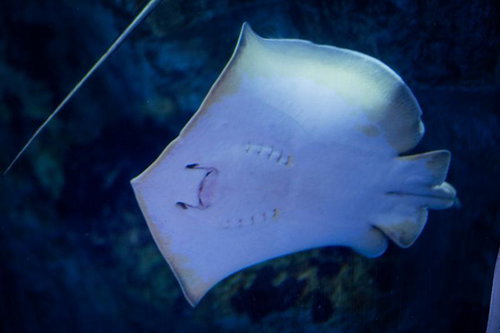 深い青色の水中を優雅に泳ぐ白く淡い色合いのエイの姿