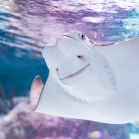 優雅に泳ぐにんまり顔のエイ 水族館での観賞風景の写真