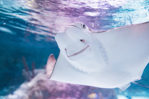 優雅に泳ぐにんまり顔のエイ 水族館での観賞風景